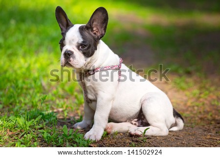 French bulldog puppy on the grass