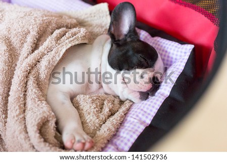French bulldog puppy sleeping in bed