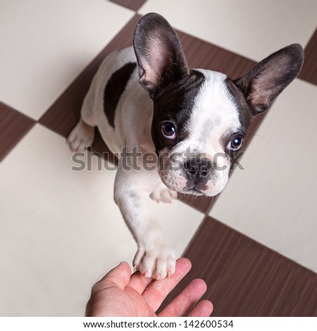 French bulldog puppy giving a paw