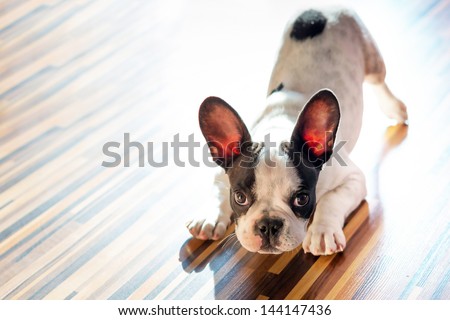 French Bulldog Puppy At Home