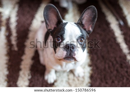 French bulldog puppy on the carpet