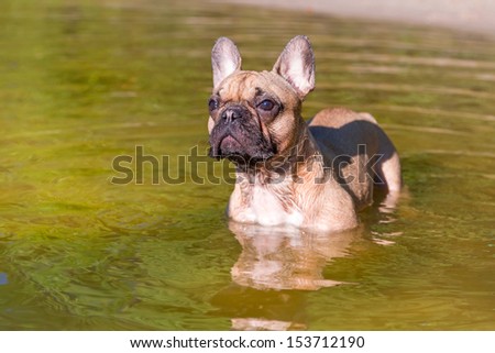 French bulldog at the lake