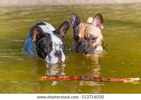 French bulldogs at the lake