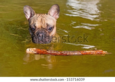 French bulldog with stick at the lake