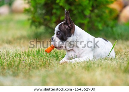 French bulldog puppy eating carrot