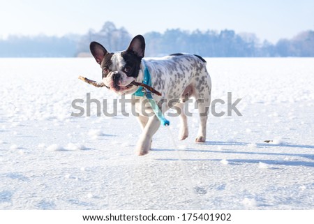 French bulldog on the walk in winter scenery