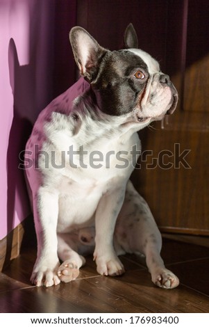 French bulldog sitting at the doors