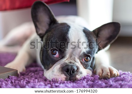 French bulldog sleeping on the carpet\'