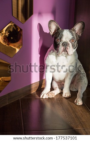 French bulldog sitting at the doors