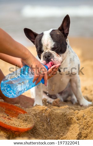 French bulldog drinking water on the beach