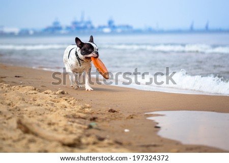 French bulldog playing on the beach at Baltic Sea