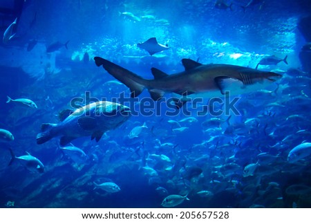 Fishes underwater in natural aquarium