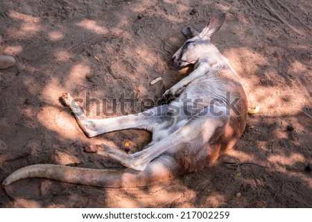 Australian kangaroo sleeping on the ground in the zoo