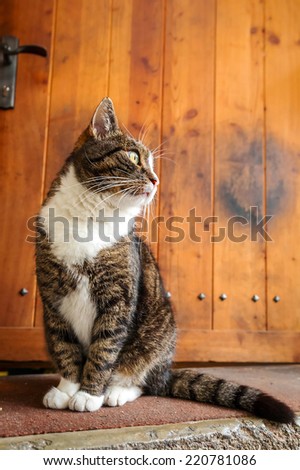Cat at the doors