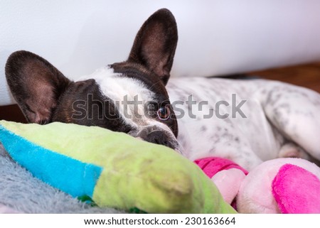 French bulldog puppy sleeping on the pillow