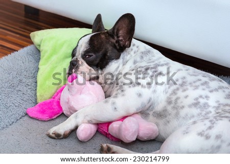 French bulldog puppy sleeping on the pillow with toy