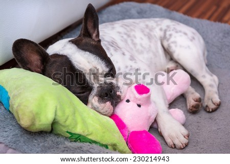 French bulldog puppy sleeping on the pillow with toy