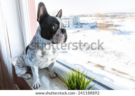 French bulldog looking through the window