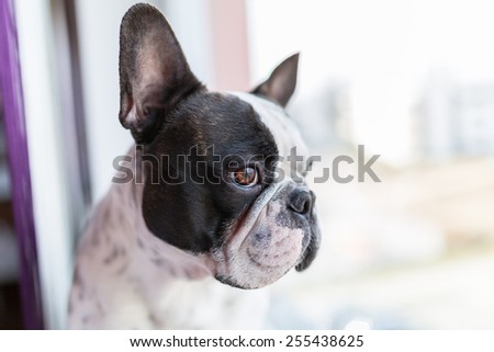 French bulldog looking through the window