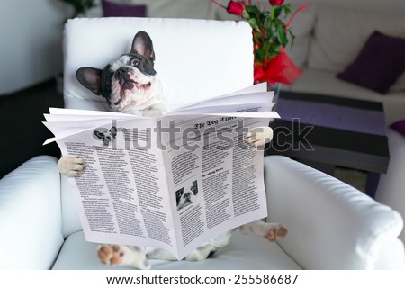 French bulldog reading newspaper on the armchair
