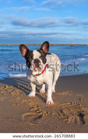 Portrait of french bulldog on the beach