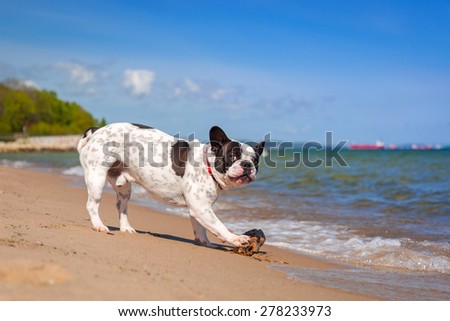 French bulldog on the beach of Baltic sea
