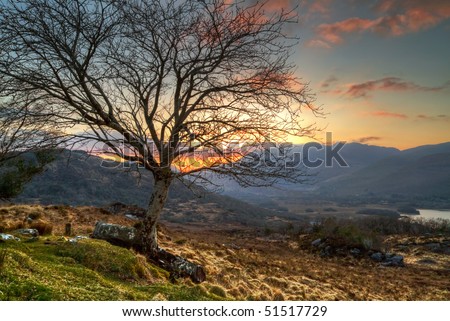 Lonely tree at sunset in irish mountains