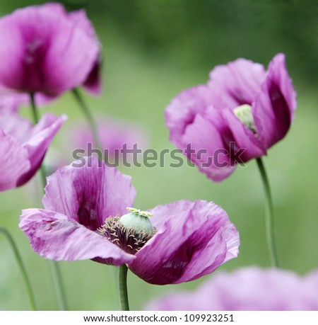 purple poppy on a soft background with selective focus