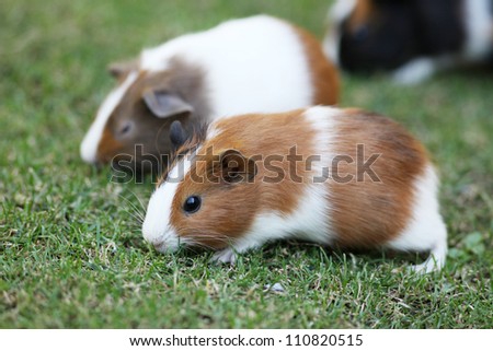 Guinea pigs eating grass