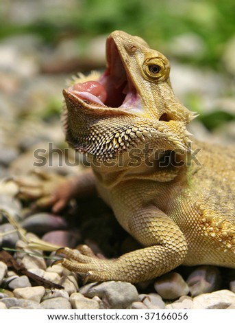 bearded dragon with opened mouth