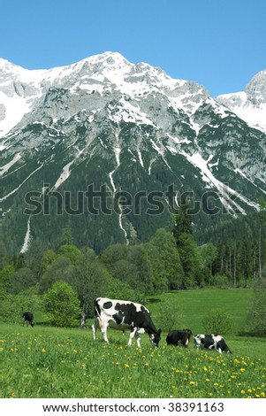 meadow with cows and mountains in the background