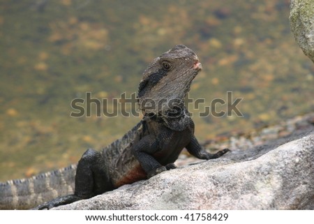 bearded dragon on a rock