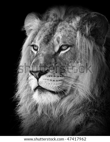 stock photo : Portrait of a lion in black and white