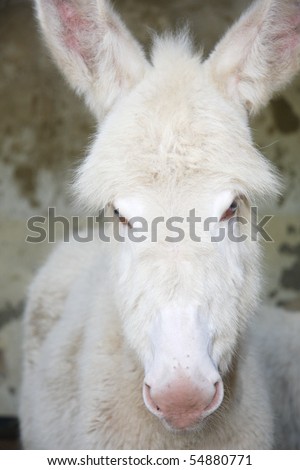 white donkey with blue eyes