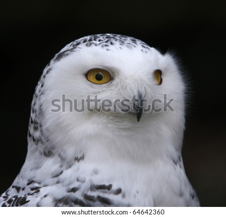 portrait of a beautiful snow owl