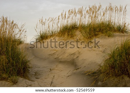 Grass To Sand