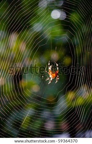 Araneus marmoreus, marbled orb weaver spider, and web.