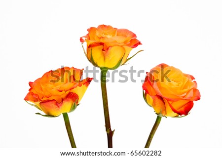 Close up three orange lipstick rose flowers isolated on white background.