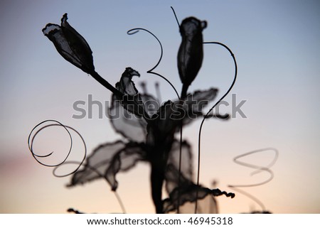 Silhouette of Dried Flower on Sunset Background