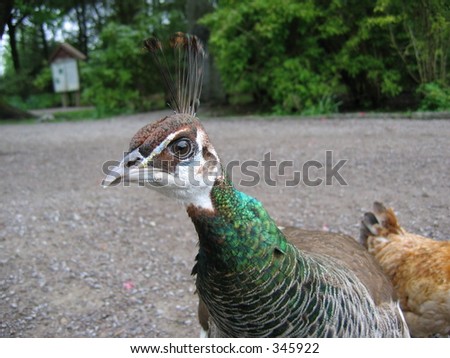 A female peacock head