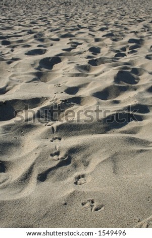 Pigeon footprints in sand