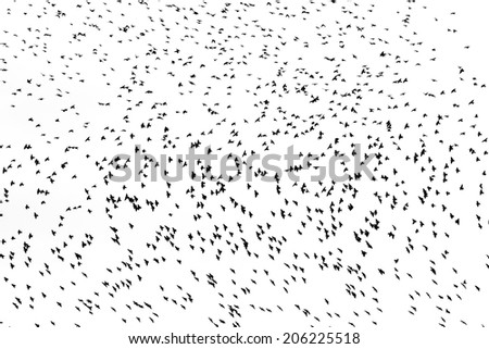 Lot of birds. Isolated on white