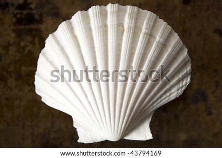 fan shell
