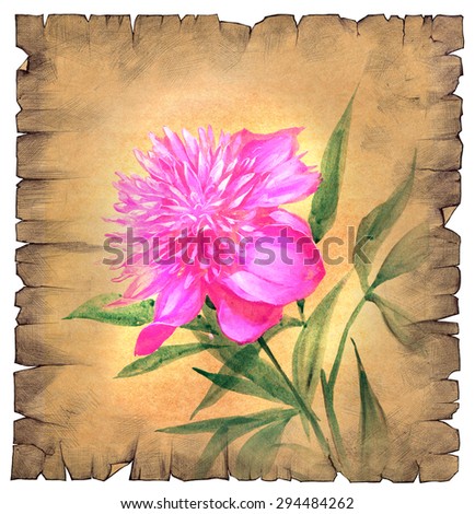 Hand drawn illustration of a vintage old paper scroll with a drawing of a beautiful pink flower on it