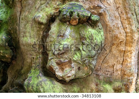 Tree spirit: a happy face on an ancient oak (naturally grown)