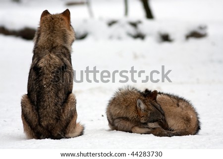 A wolf keeps watch over a sleeping mate [Canis lupus]