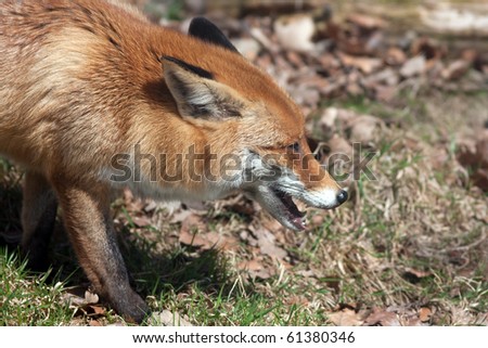 Portrait of a red fox [Vulpes vulpes] with a tick at the ear