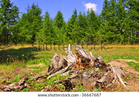 Nice shoot of pine forest. Picture was taken in mountains in summer of the year 2009