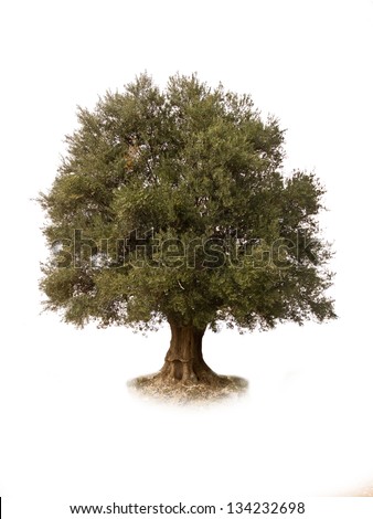 A bountiful olive tree extracted A bountiful olive tree extracted