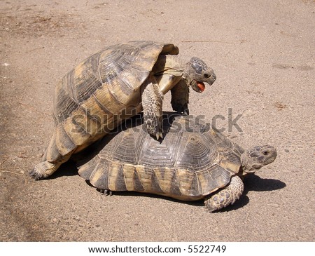 stock-photo--turtles-mating-5522749.jpg